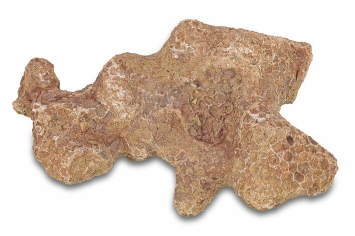 Fossil Tabulate Coral - Western Sahara, Morocco #289596